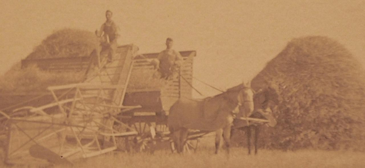 Harvest with Horse Drawn Hay Stacker Original Photographic Image C343