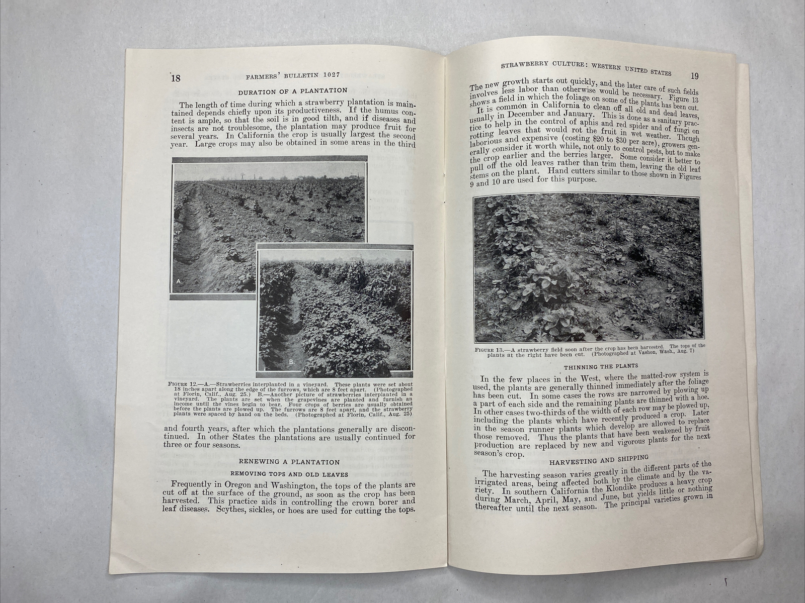 1936 USDA Farmers&rsquo; Bulletin No. 1027 Strawberry culture western united states