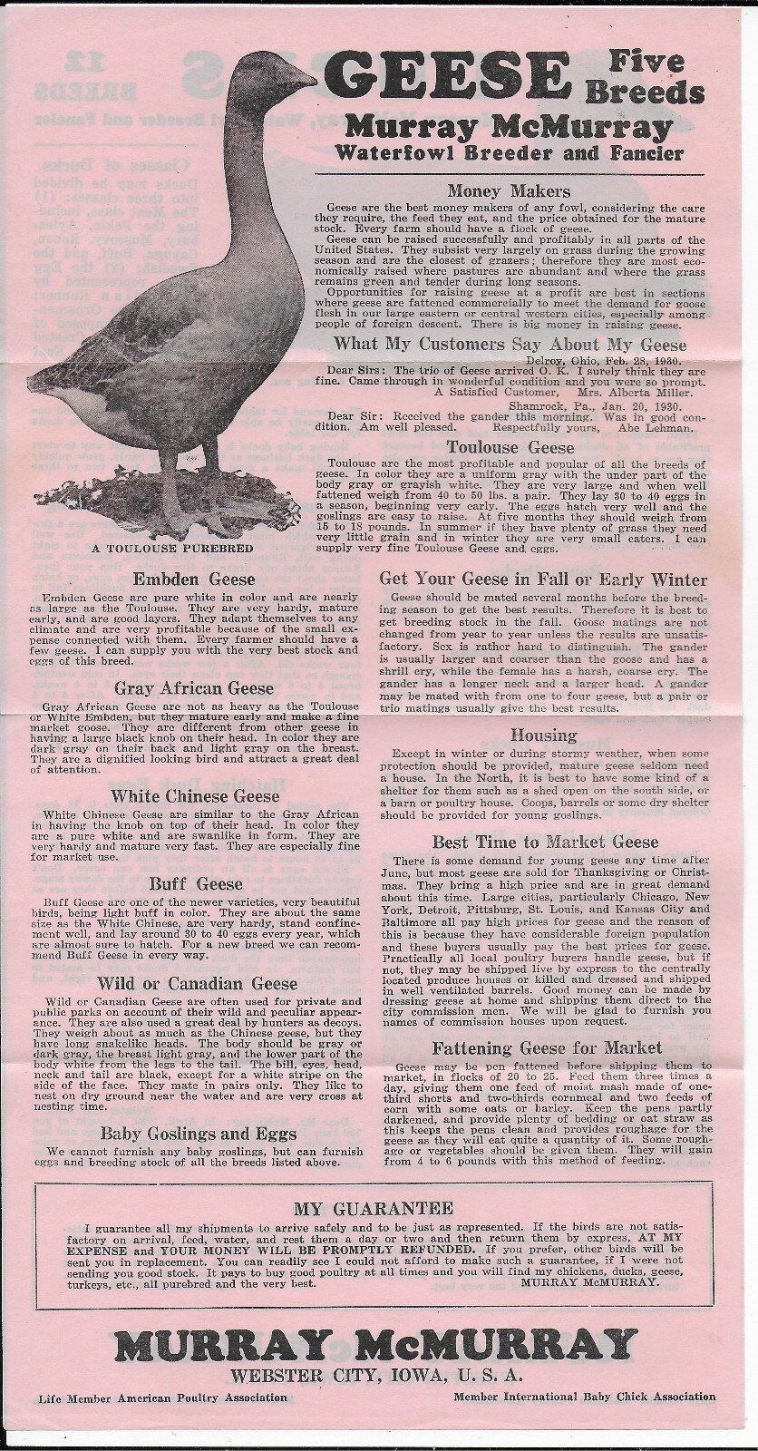 Murray McMurray Baby Chicks Hatchery Mail Order Forms 1931 Webster City IA