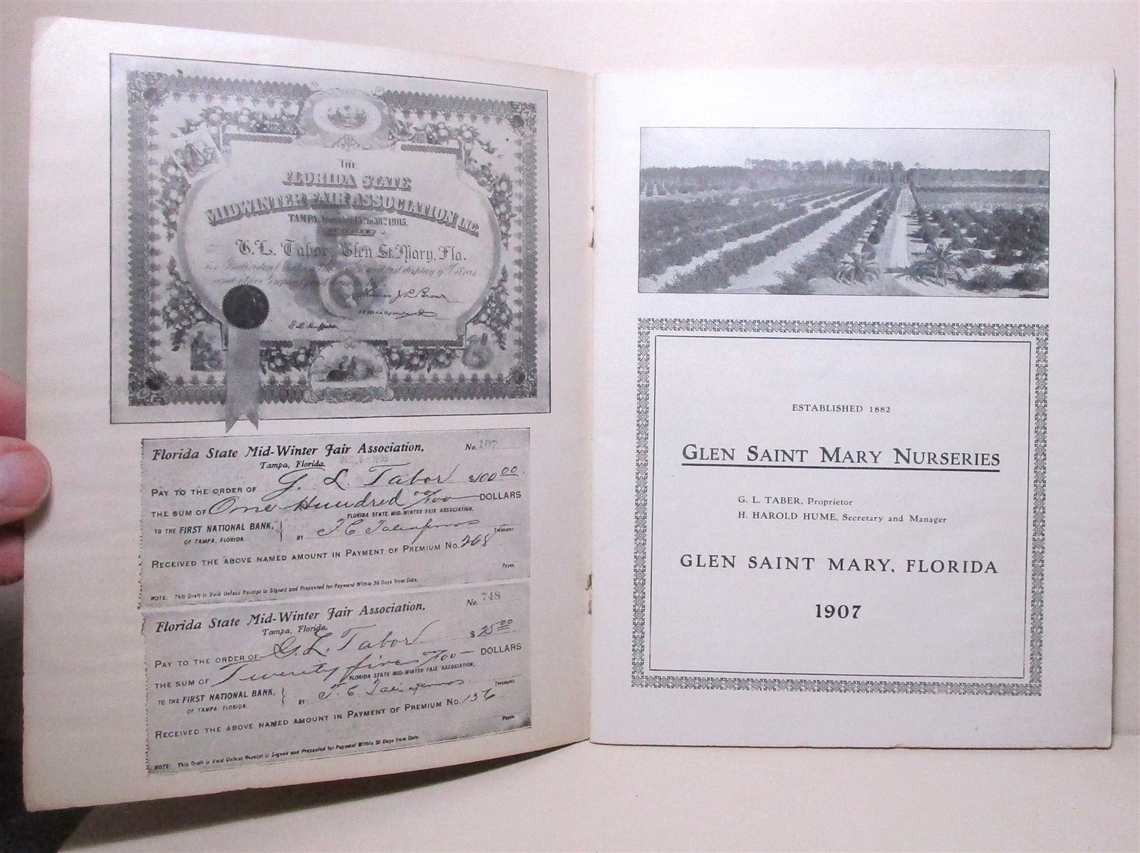 1907 Glen Saint Mary Nurseries catalog, Florida
