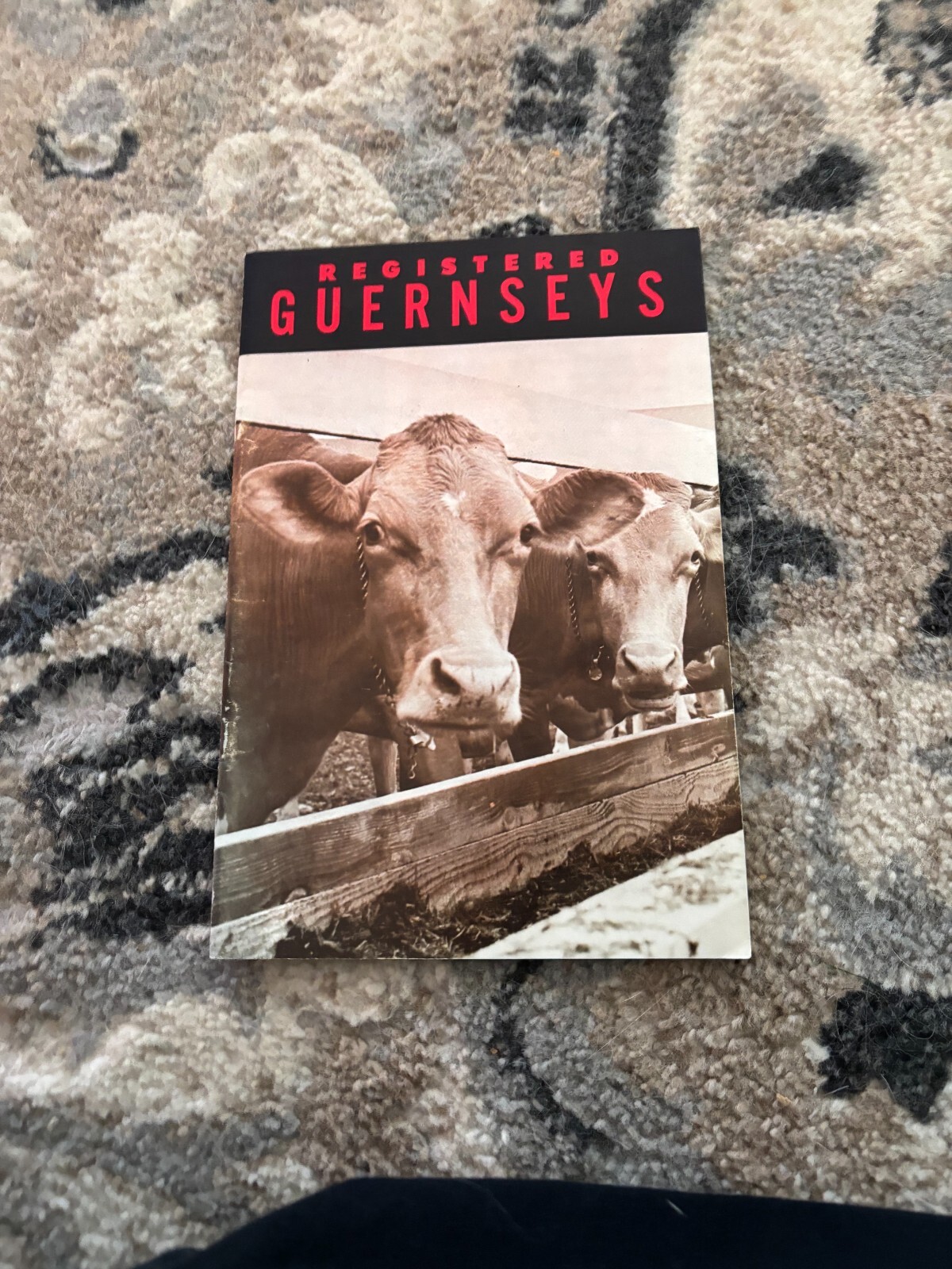 Registered Guernsey Dairy Cattle For 1966 Brochure FCCA25
