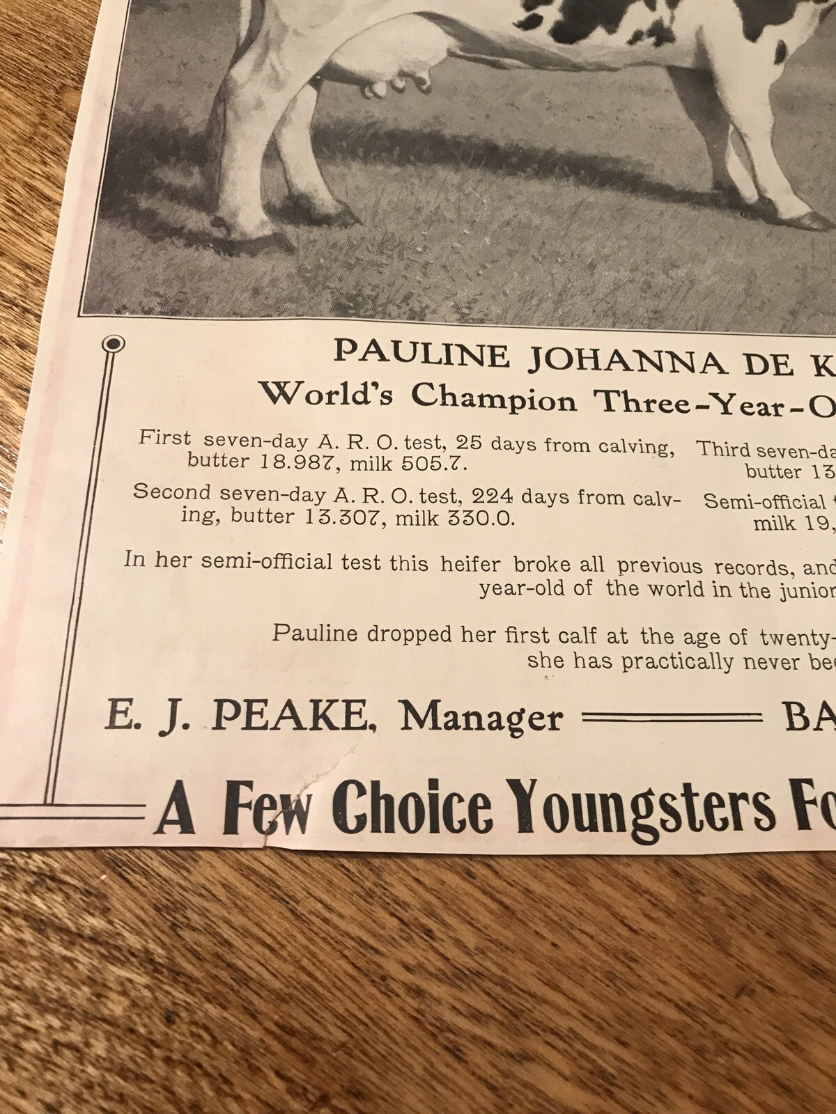 1911 Hawthorne Farms Cattle Farm Advertising – Barrington – Illinois – Cow