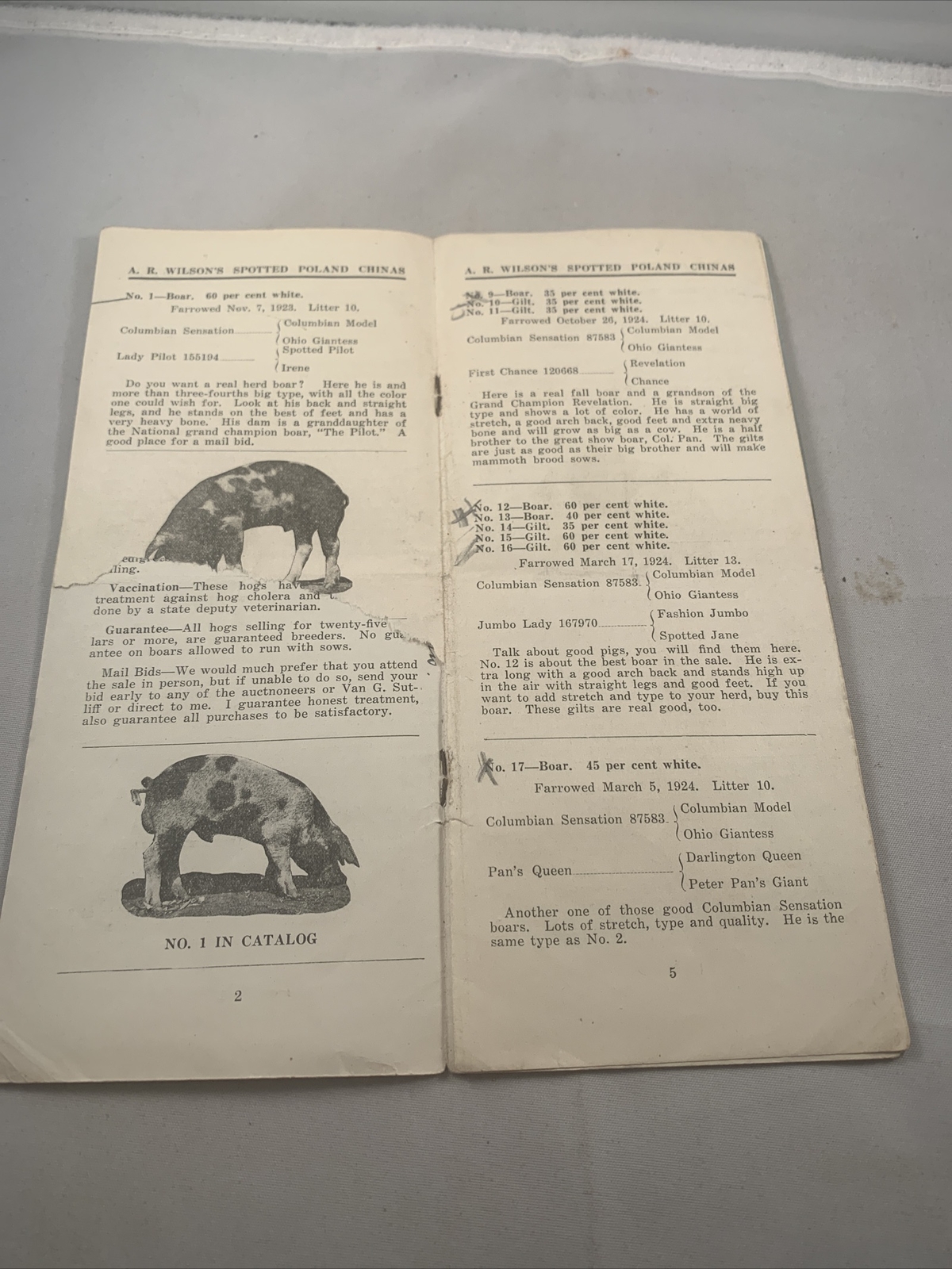 1924 Hog Sale Brochure Wilson’s Prolific Poland China Pig Farm Darlington MO