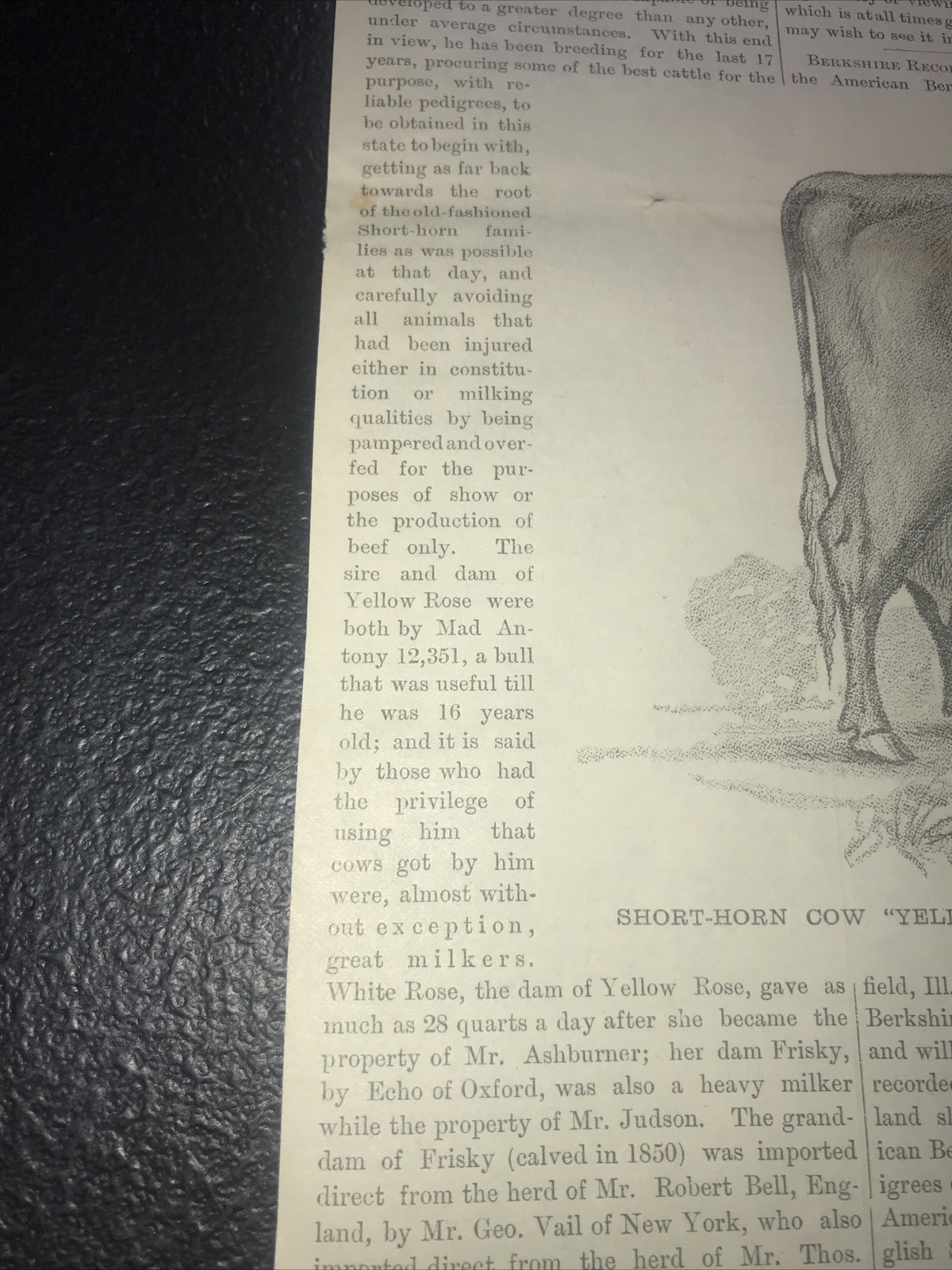 1883 Baden Farm Short Cow Advertising & Article – San Mateo County California