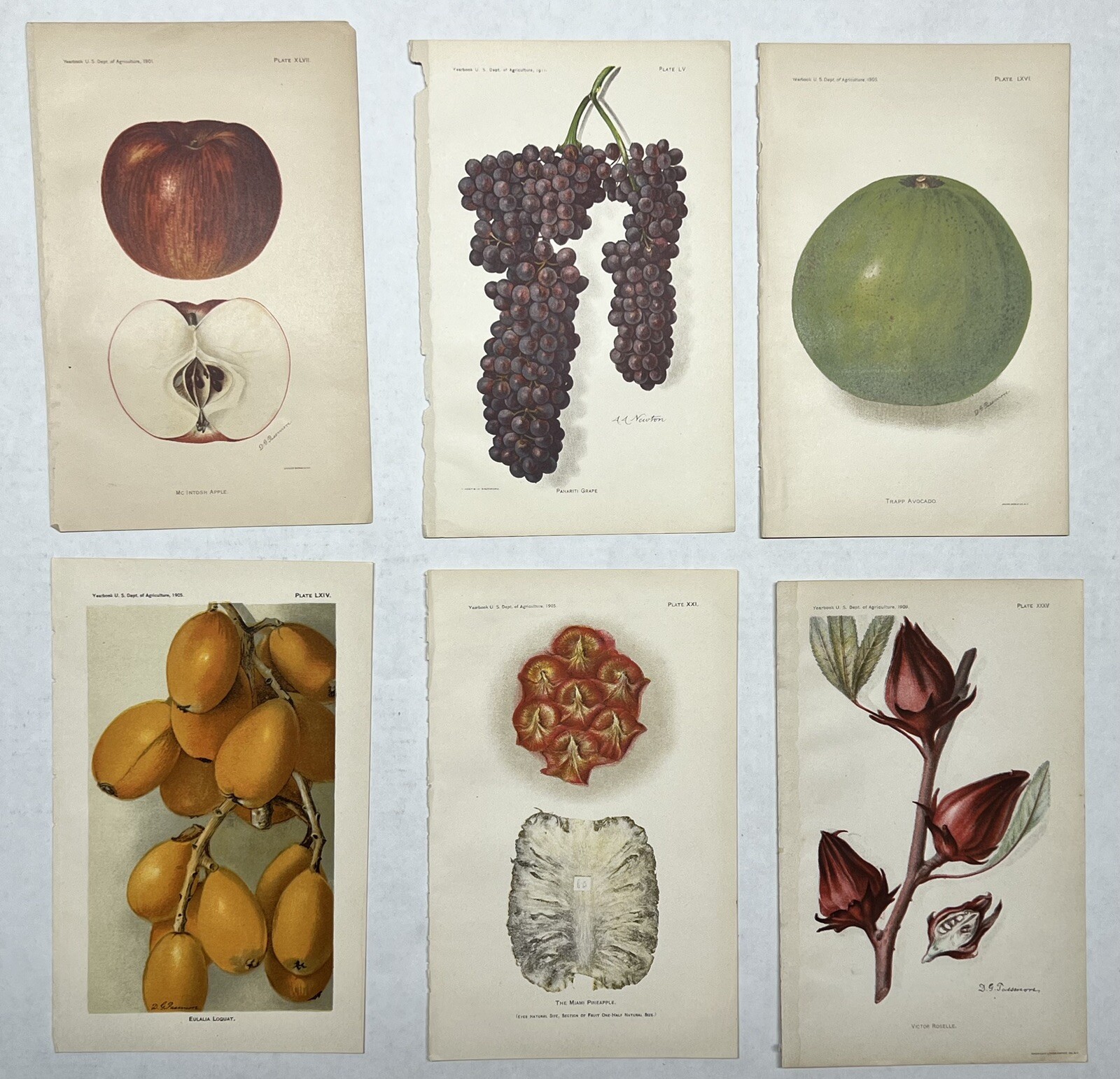 Original C1900 Print Lot,Apple,Grape,Avocado,Loquat,US Dept of Agriculture,Fruit