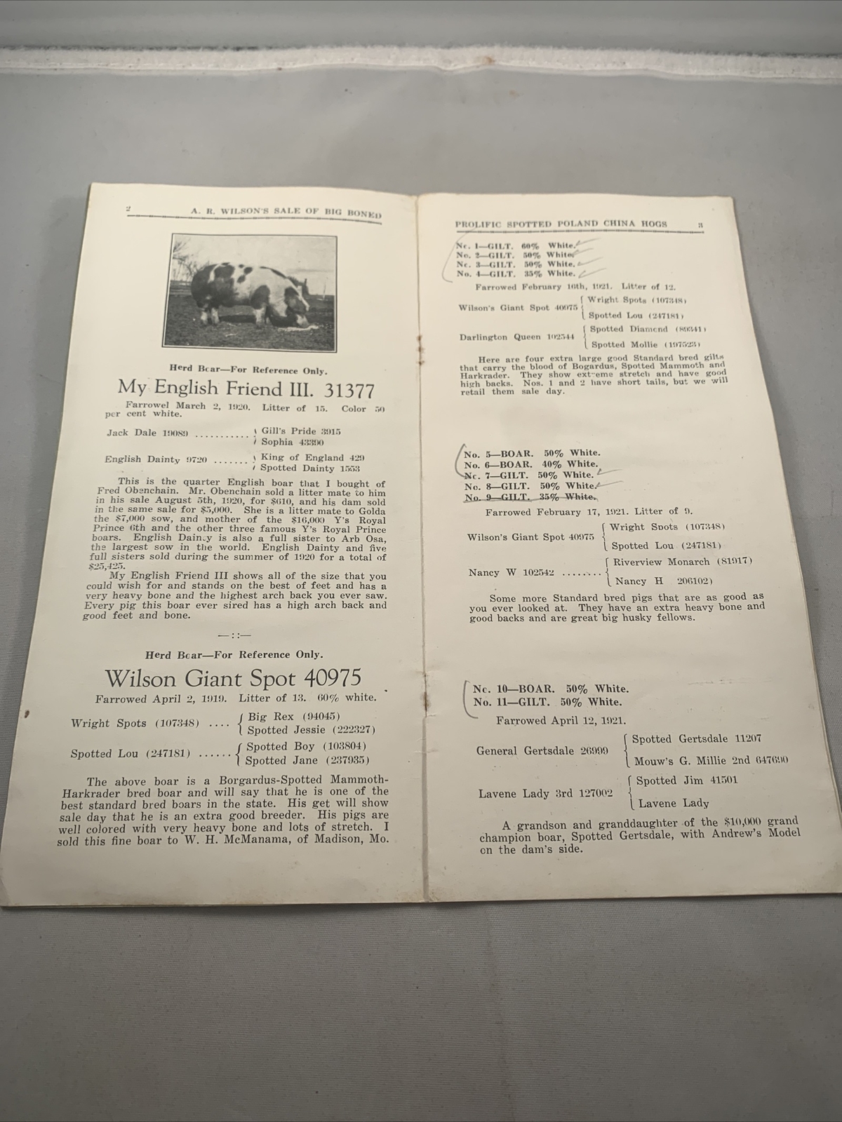1921 Hog Sale Brochure Wilson’s Big Boned Prolific Spotted Poland China Pig