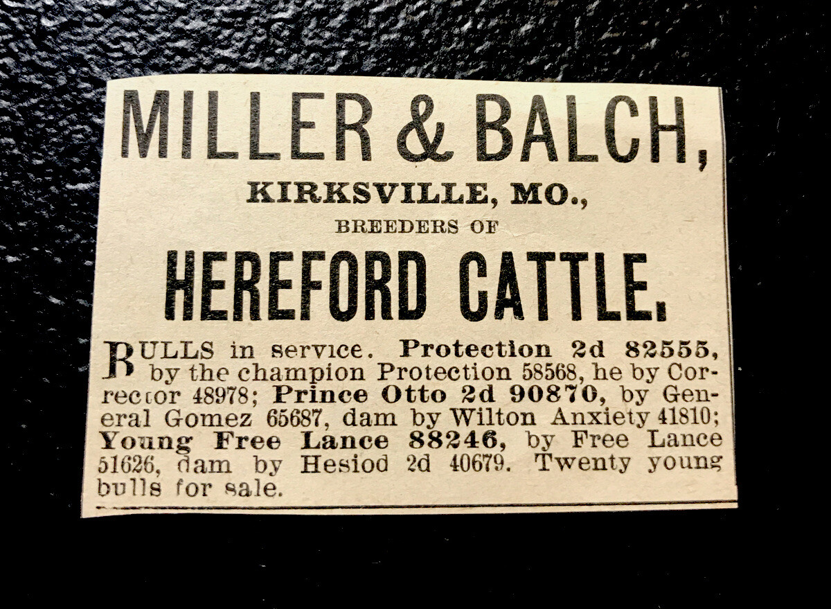 1900 Miller & Balch Farm Cattle Advertising – Kirksville – Missouri – Cow