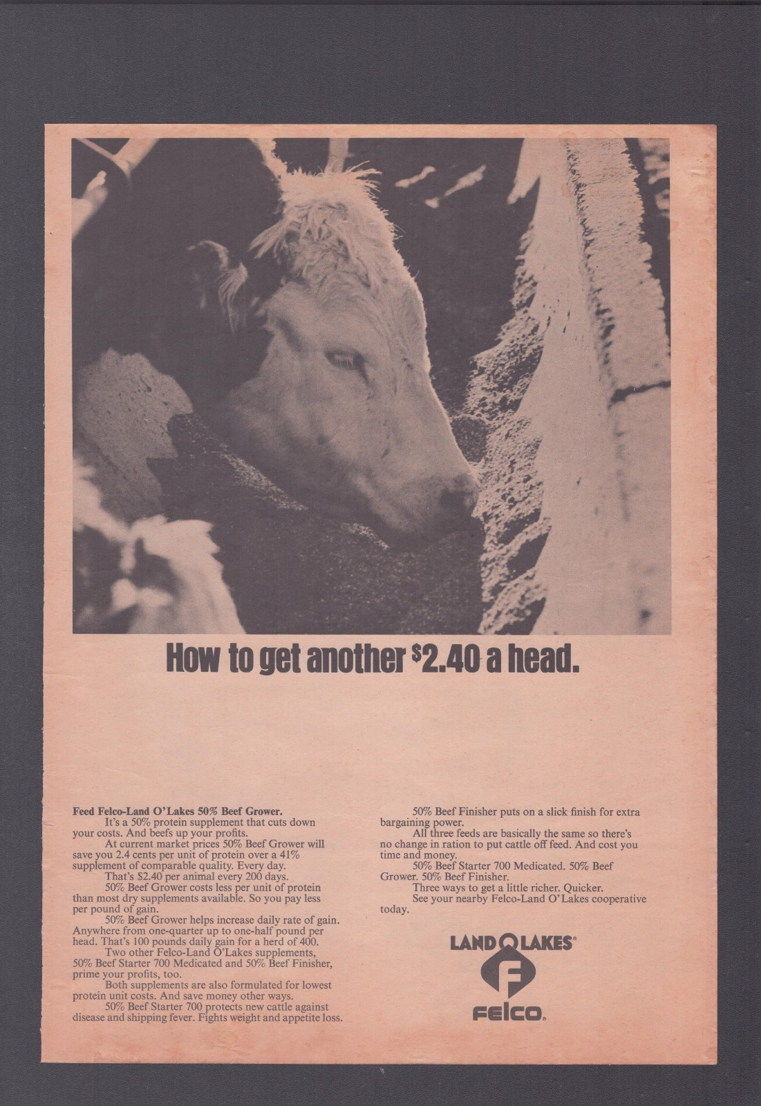 1972 Print Ad Land O Lakes Felco Beef Grower How to Get another $2.40 a Head