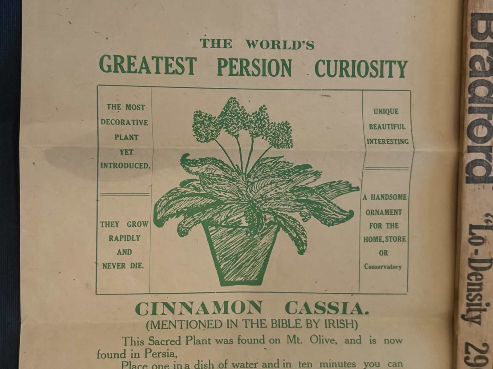 1890s Rose of Jericho Cinnamon Cassia Broadside Chicago Botanical Hoax PERSION