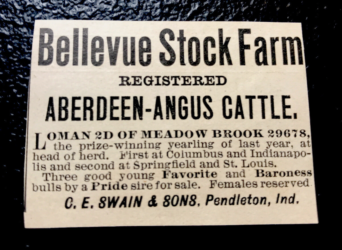 1900 Bellevue Stock Farm Cattle Advertising – Pendleton – Indiana – Cow
