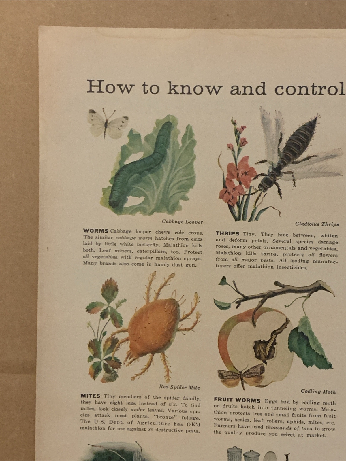1957 Cyanamid Malathion Insecticide PRINT AD Garden Pests Common Insects VTG 50s