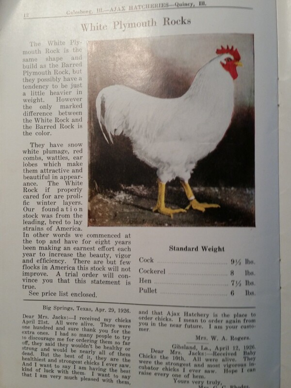 1927 Day-Old Baby Chicks Catalog Ajax Hatcheries Galesburg Quincy Illinois