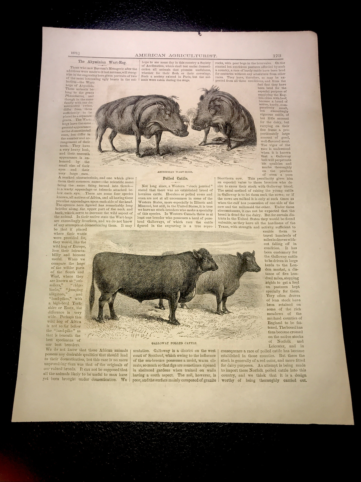 ORIGINAL 1872 Cattle & Hog Farm Engraving Advertising & Article