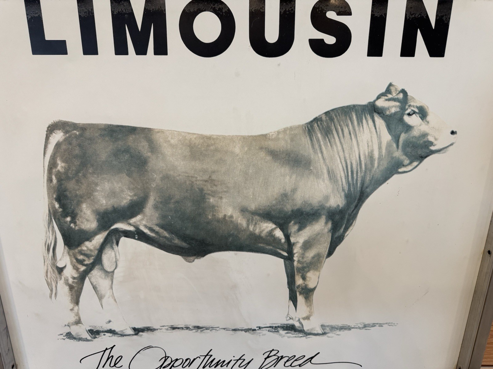 Vintage Limousin Cattle “The Opportunity Breed” Advertising Sign