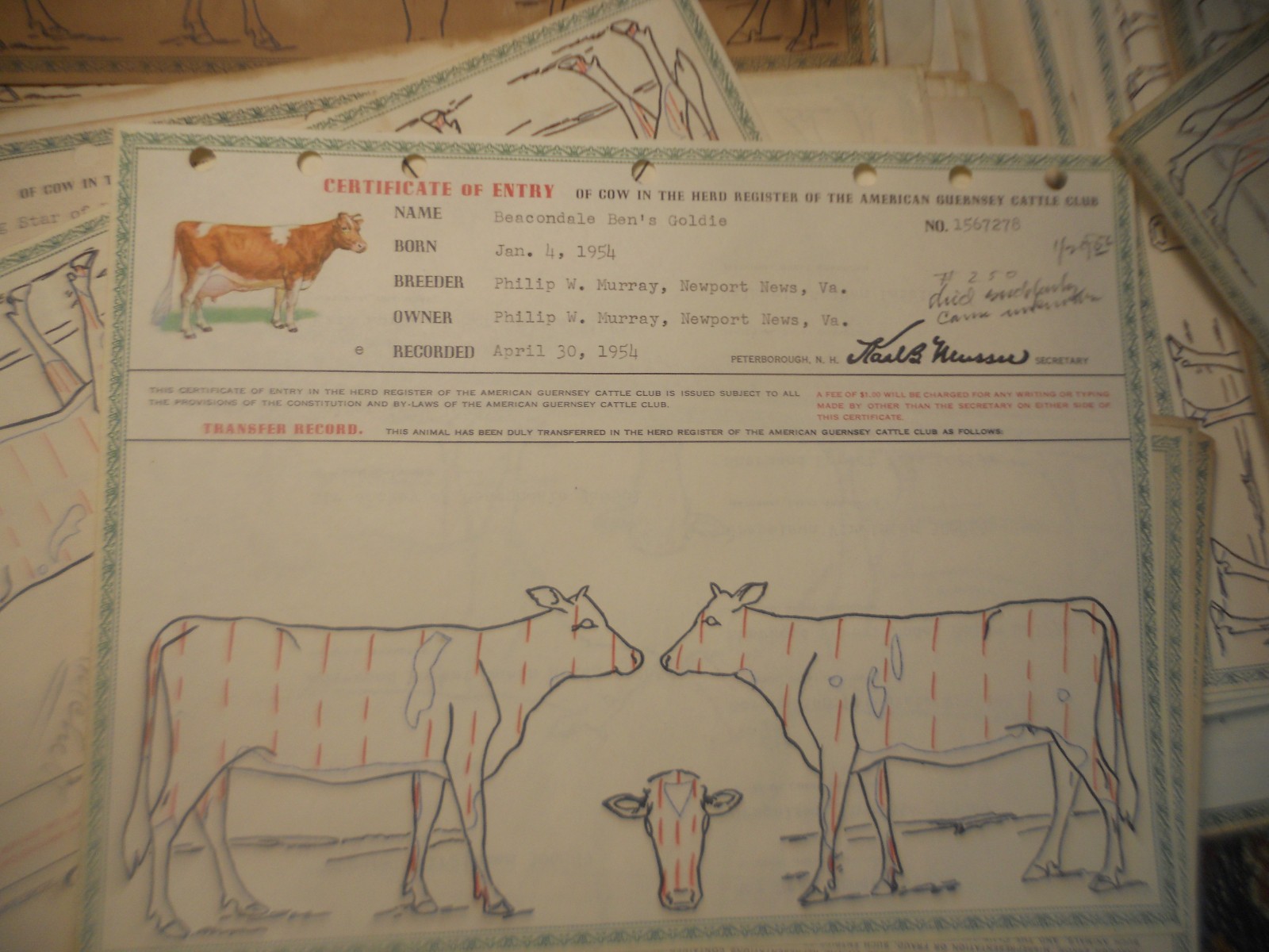 450+ CATTLE CLUB Vintage American GUERNSEY CERTIFICATES BOOKS Newport News VA