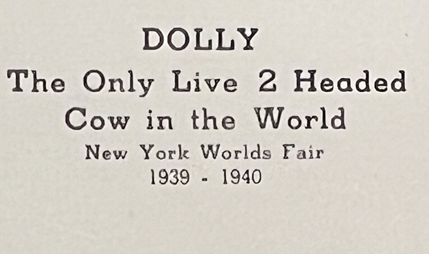 Dolly Two-Headed Cow 1939 NEW YORK WORLDS FAIR Photo Card 6E