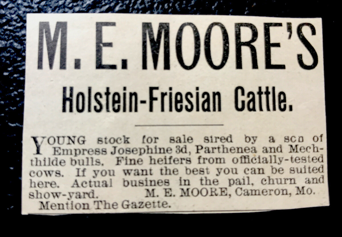1900 Moore Farm Cattle Advertising – Cameron – Missouri – Cow