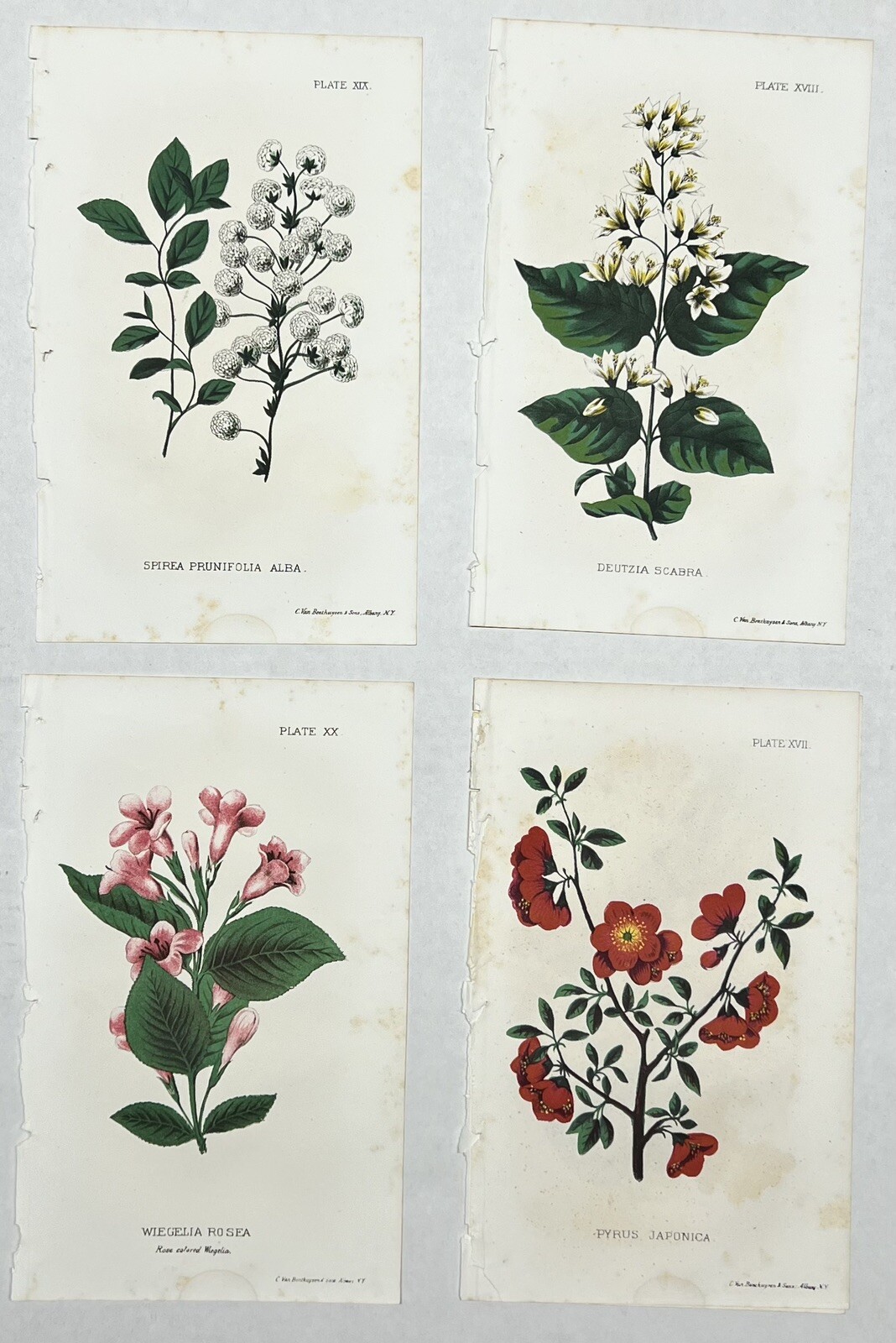 Original C1900 Print Flower Lot,Spirea,Deutzia,Wiegela,Pyrus,Dept of Agriculture