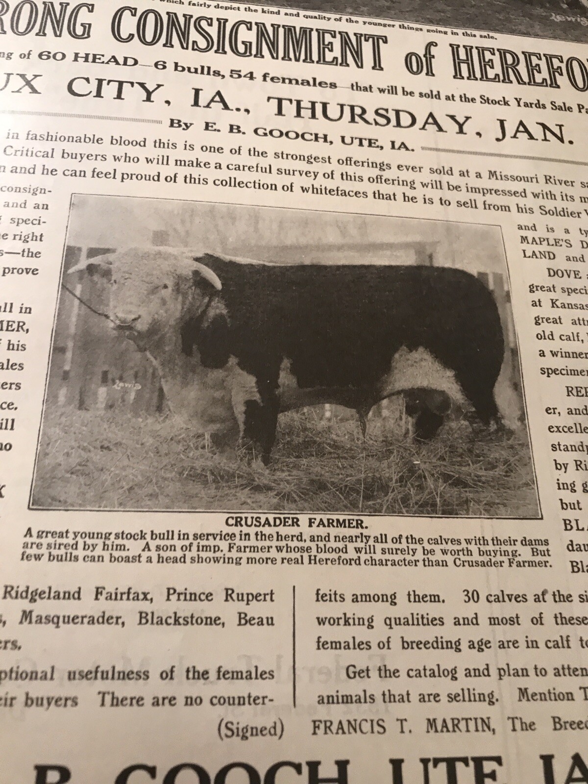 1917 Cattle Livestock Public Sale Poster – Sioux City – Iowa – Cow Advertising