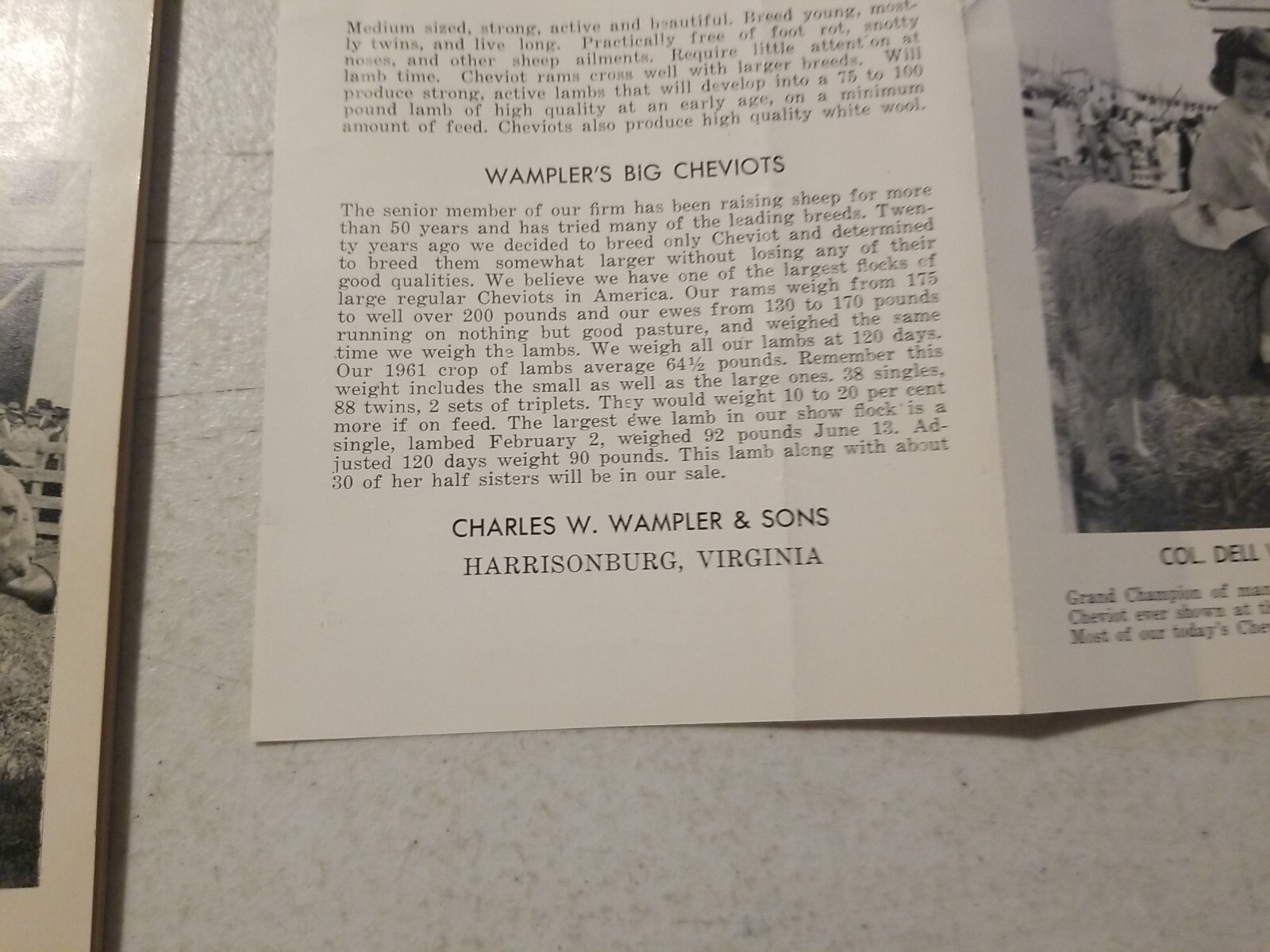 Vintage 1962 Wampler&rsquo;s Cheviot Sheep Sale Catalog & Flyer. Harrisonburg, VA