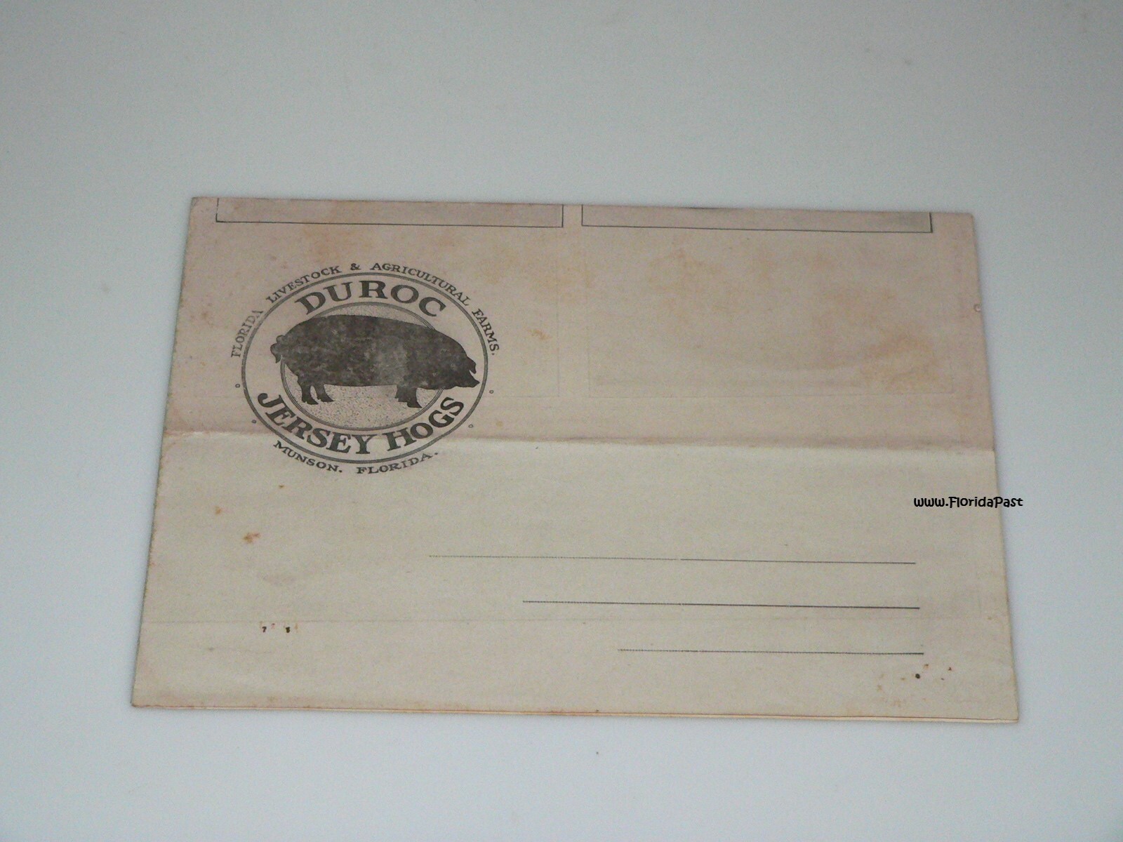Early Duroc Jersey Hogs Munson, Florida Livestock & Agricultural Farms Brochure