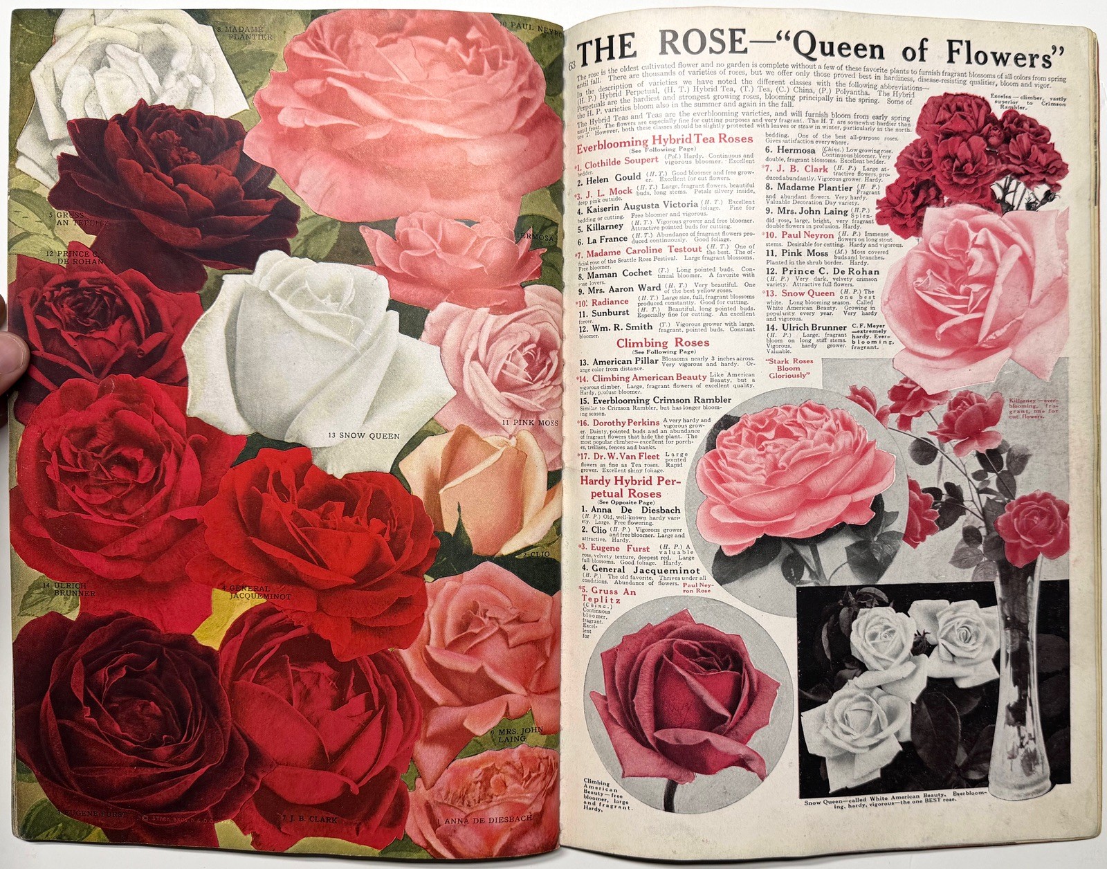 1922 STARK BROS 20TH CENTURY FRUITS NURSERY CATALOG GOLDEN DELICIOUS APPLE PEACH