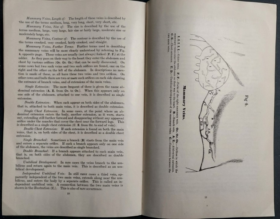 1913 Booklet Holstein Friesian Cattle Association Brattleboro VT Scale Of Points