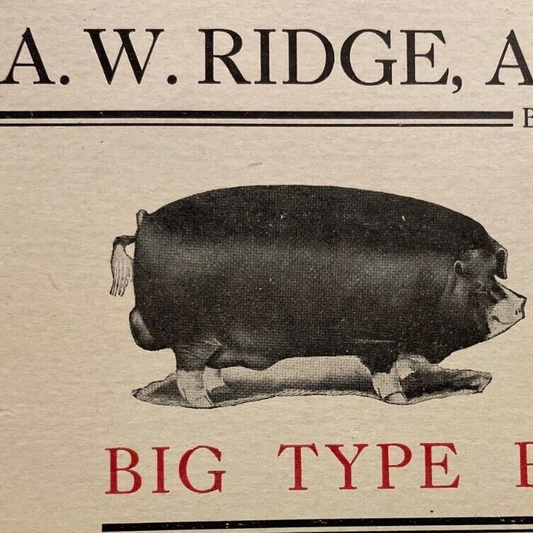 1900s Ridge Agency Poland Chinas Pure Bred Shropshire Sheep Breeder Missouri 2