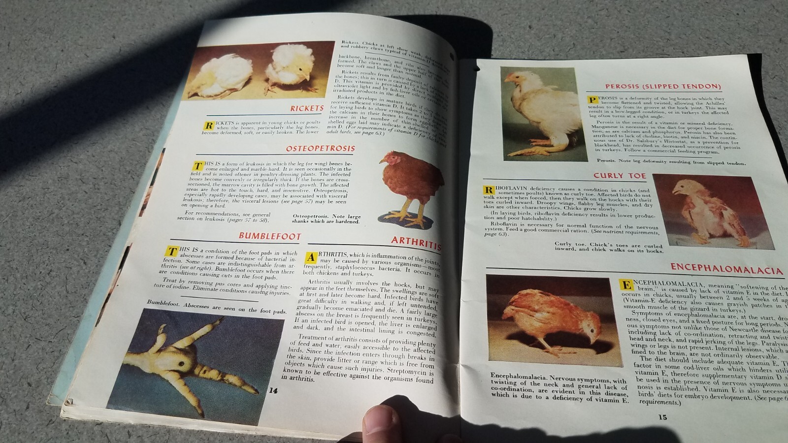 1955 Dr Salsbury&rsquo;s Manual of Poultry Chicken Diseases 64 Pages