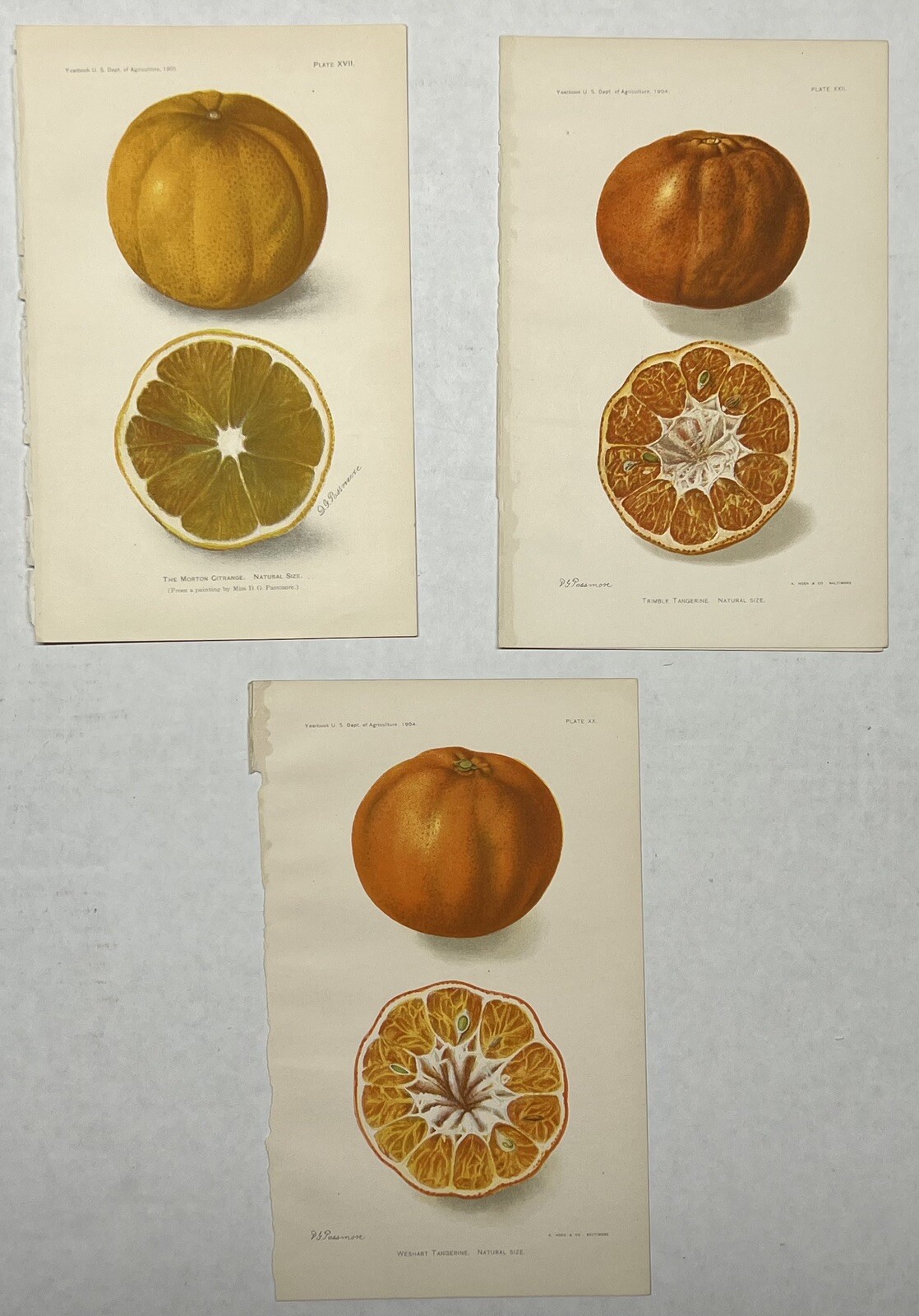 Original C1900 Print Fruit Lot,Tangerine,Morton Citrange,US Dept of Agriculture