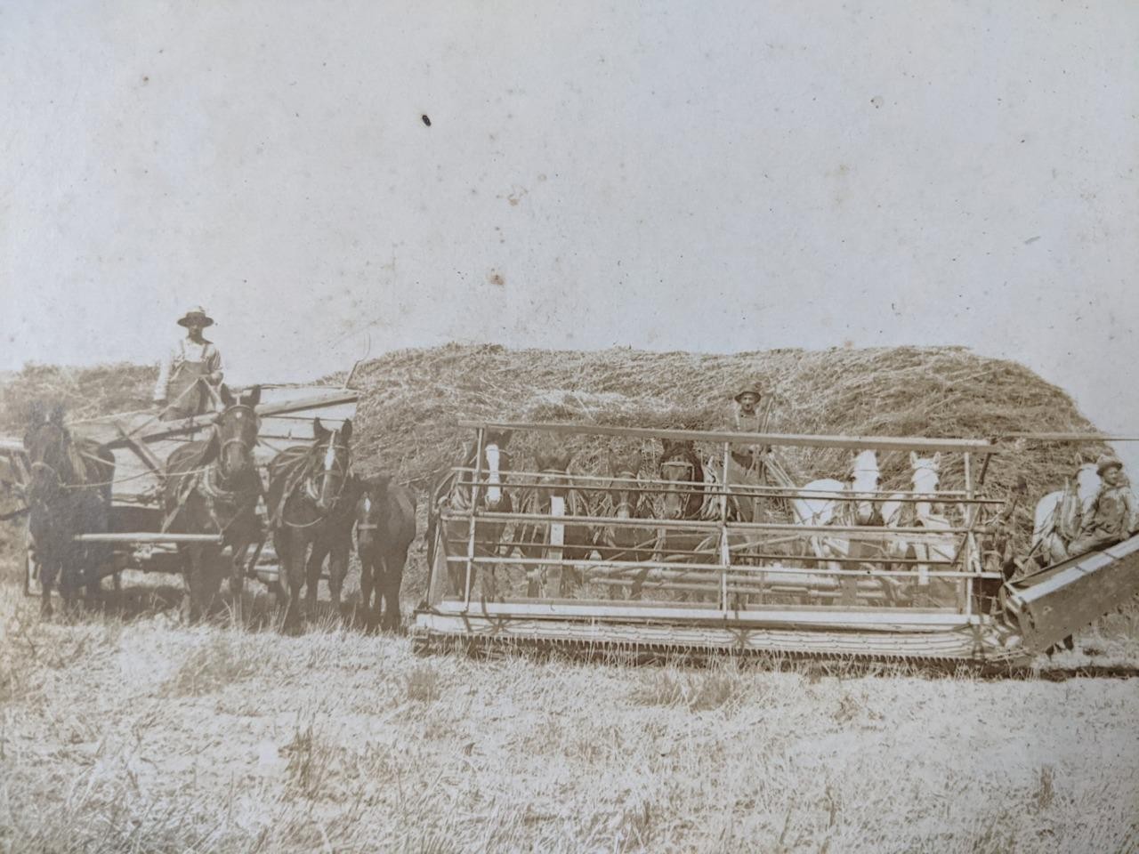1913 OCCUPATIONAL FARMING OPERATION w HORSE DRAWN IMPLEMENT s, THRESHING MACHINE