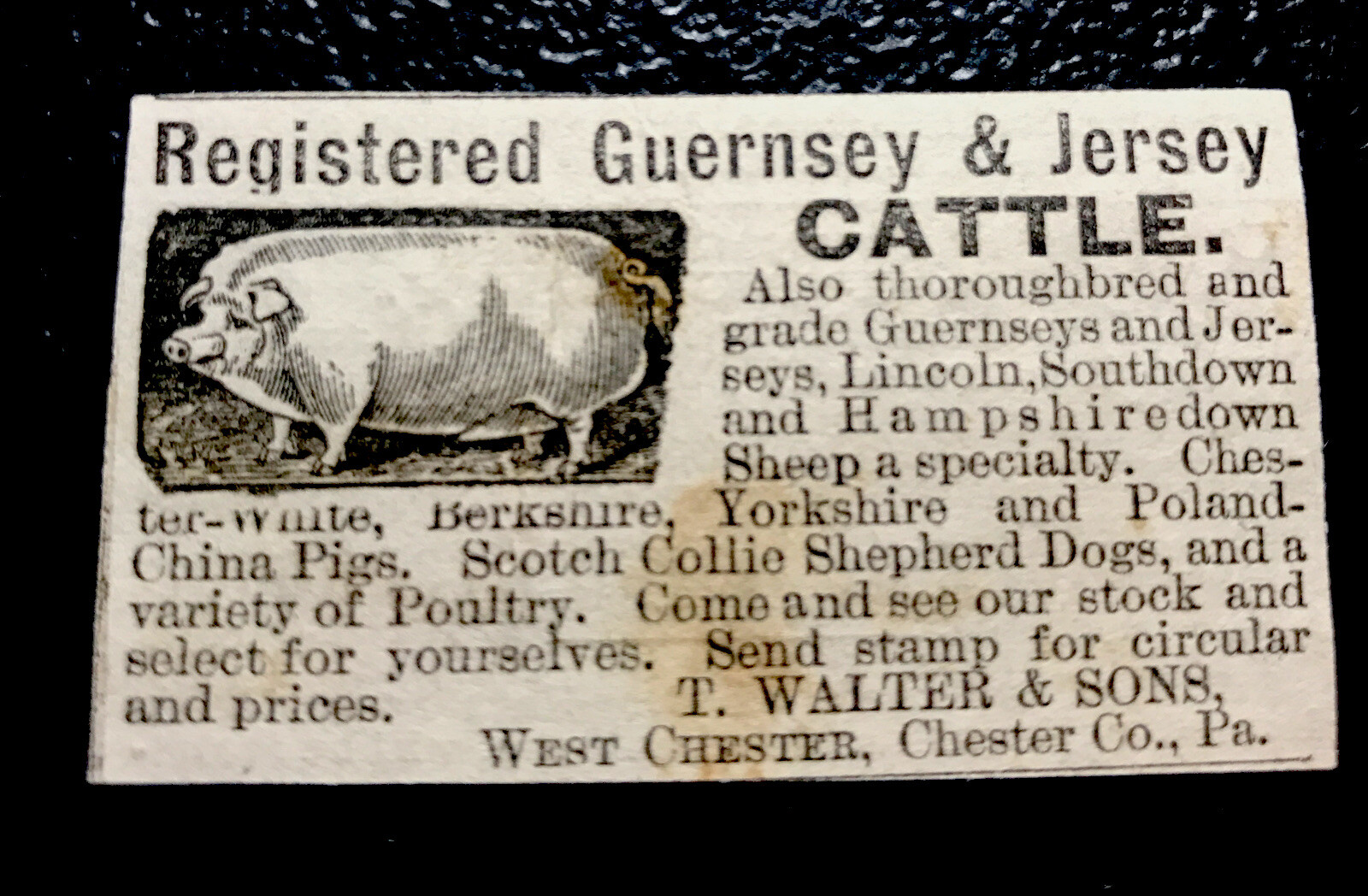 1886 Walter Cattle Cow Hog Pig Farm Advertising – West Chester – Pennsylvania