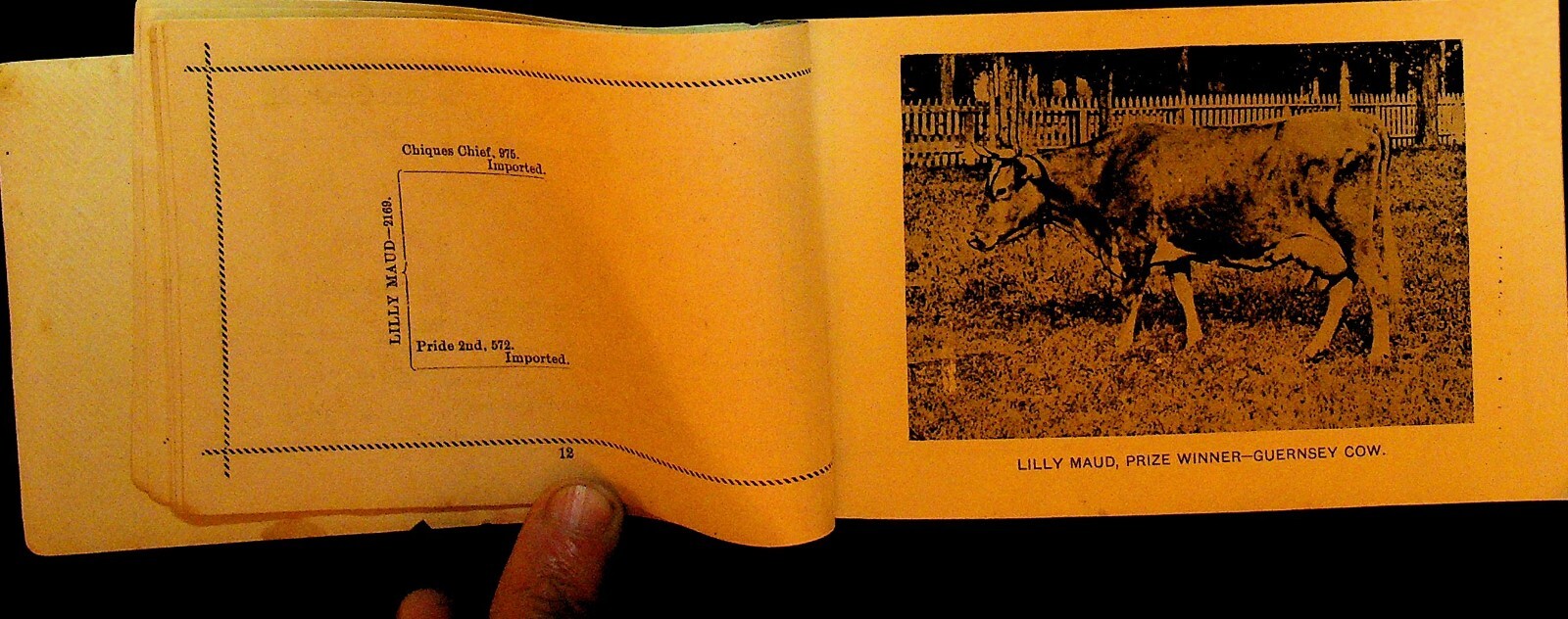 Hillside Stock Farm Elmira NY Booklet 1890s JJ Rush Jersey Cattle Horses
