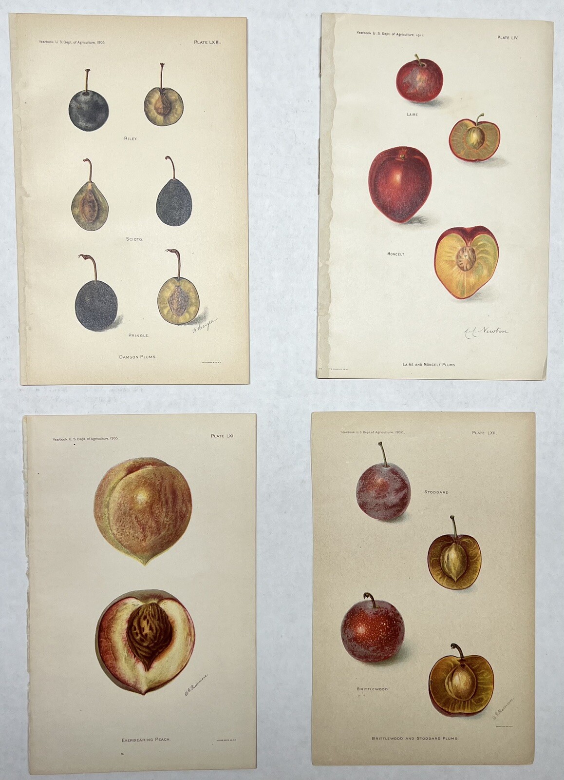 Original C1900 Fruit Print Lot,Plums & Peach,Damson,Laire,US Dept of Agriculture