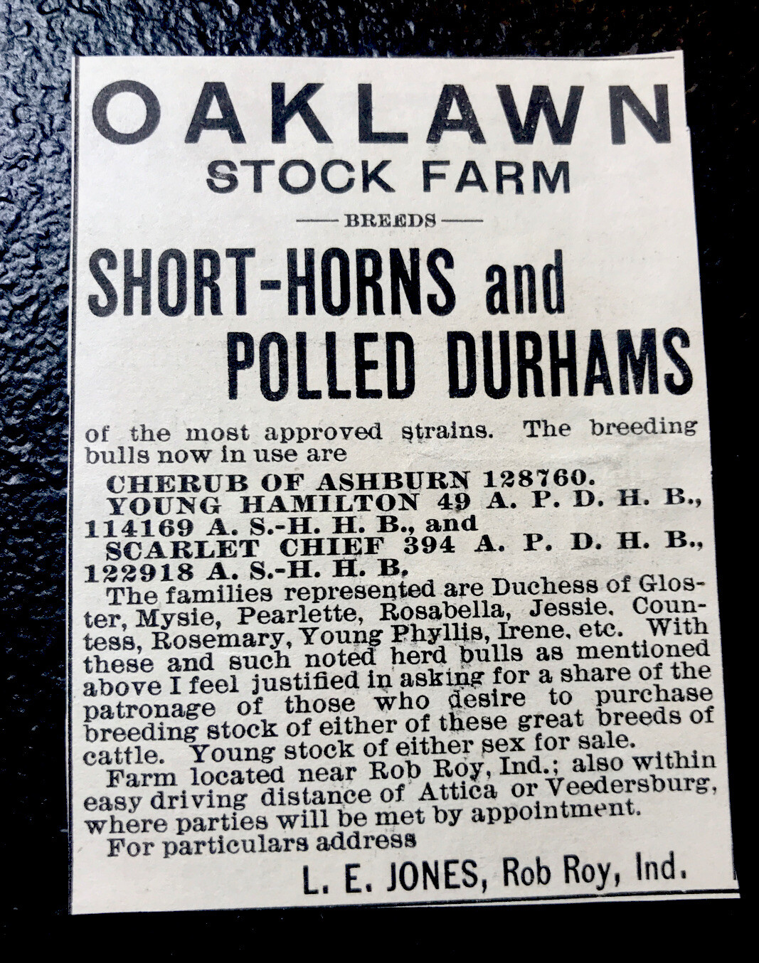 1900 Oaklawn Stock Farm Cattle Advertising – Rob Roy – Indiana – Cow