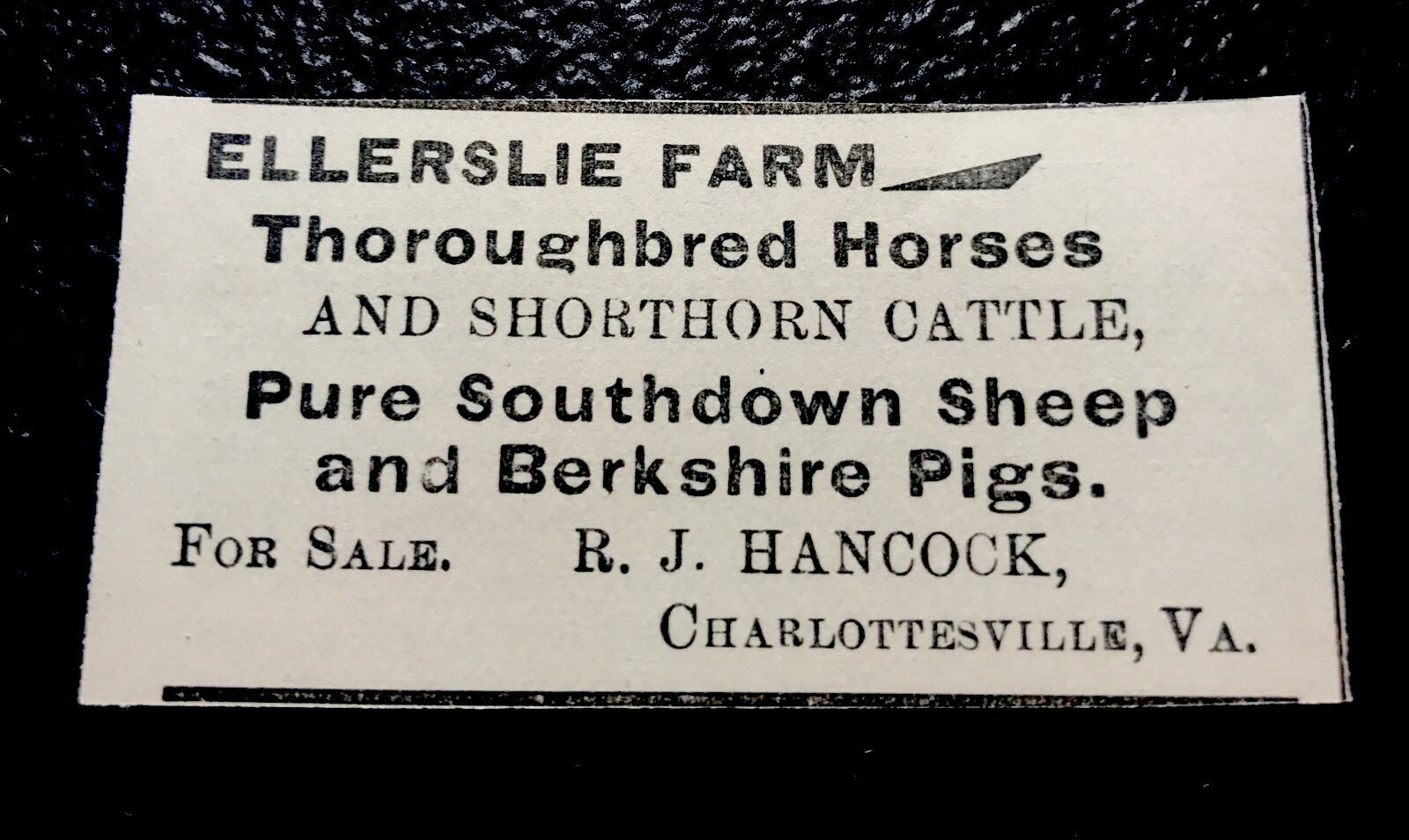 1900 Ellerslie Farm Cattle Cow Advertising – Charlottesville – Virginia