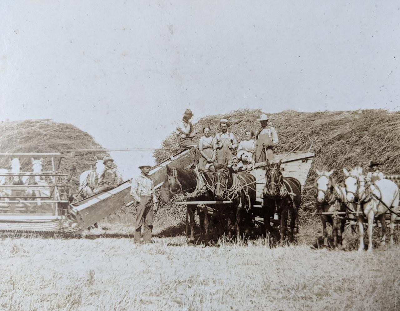 1913 OCCUPATIONAL FARMING OPERATION w HORSE DRAWN IMPLEMENT s, THRESHING MACHINE