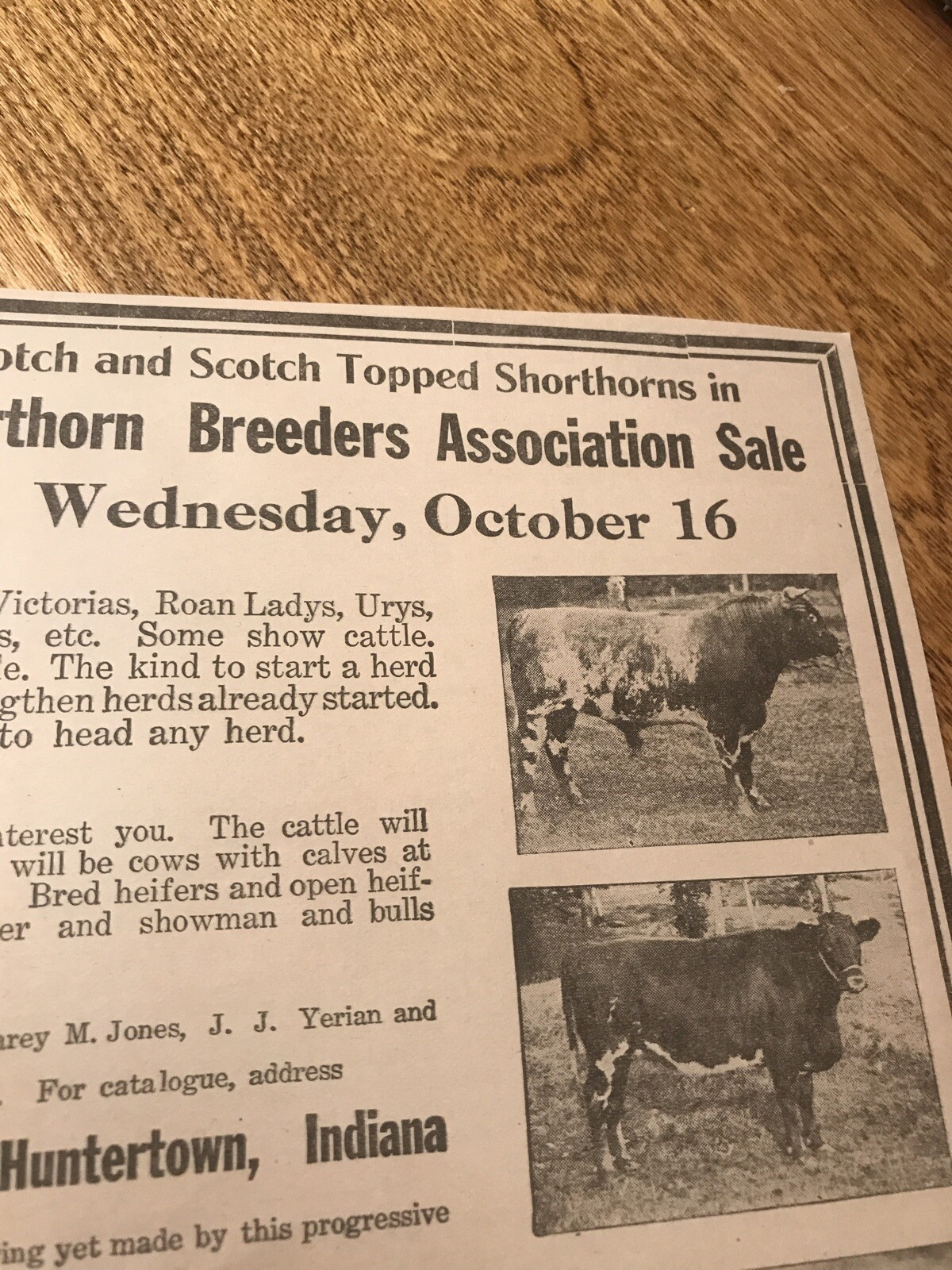 1918 Cattle Livestock Public Sale – Huntertown – Indiana – Cow Advertising