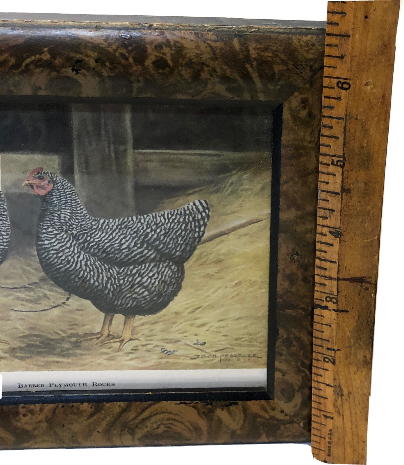 Vintage Barred Plymouth Rocks Framed Poultry Print Edwin Megargee No Glass As Is