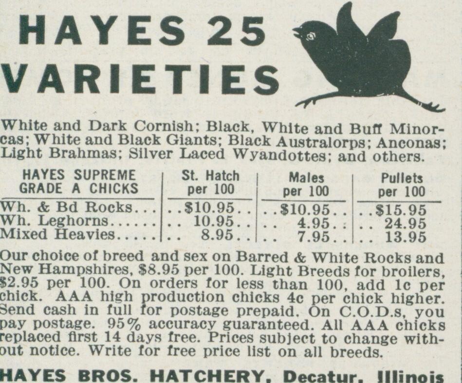 1955 Hayes Bros Hatchery 25 Chick Varieties Decatur IL Vintage Print Ad FJ1