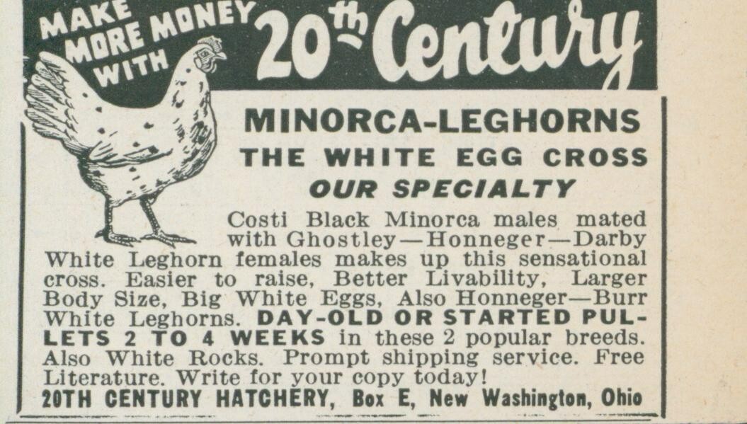 1955 Minorca Leghorns 20th Century Hatchery New Washington Ohio Vtg Print Ad FJ1