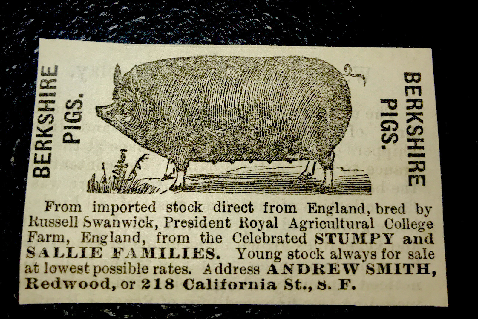 1886 Smith Hog Pig Farm Advertising – San Francisco – California