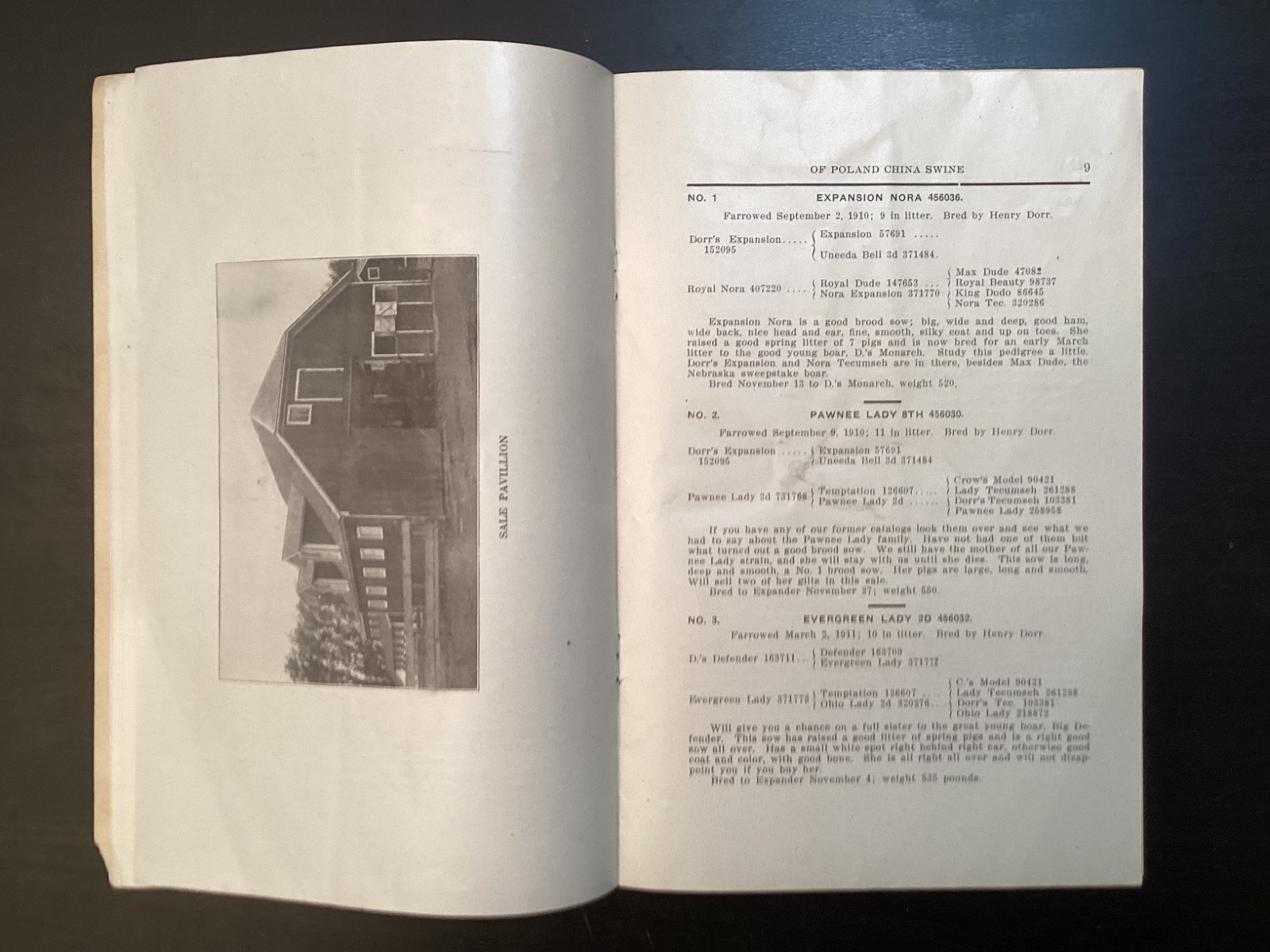 1913 Poland China Sows Sale Catalogue, Henry Dorr, Marcus IA