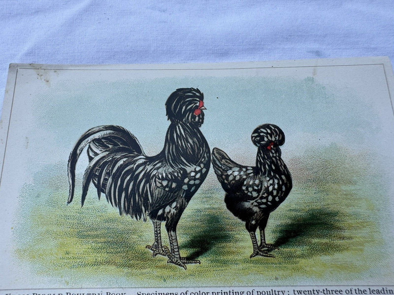 1910&rsquo;s Advertising Paper Biggle Poultry Book Wilmer Atkinson Co Chickens Prints