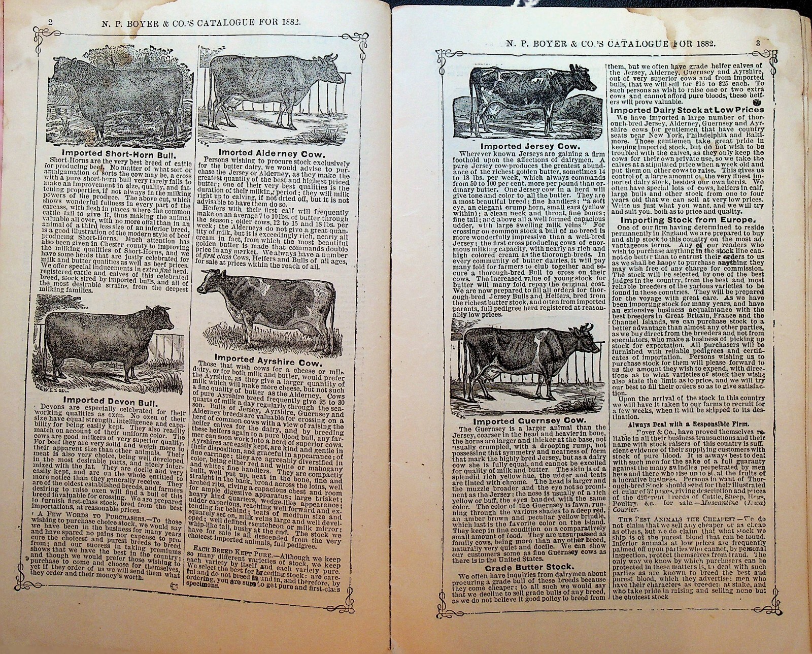 NP Boyer & Co Descriptive Catalog Coatesville Pa 1882 Dogs Hogs Sheep Cows