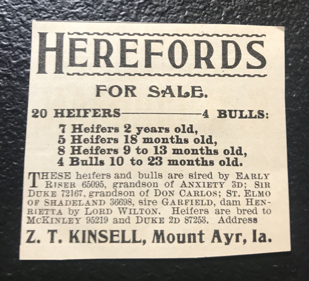1902 Kensell Farm Cattle Advertising – Mount Ayr – Iowa – Cow