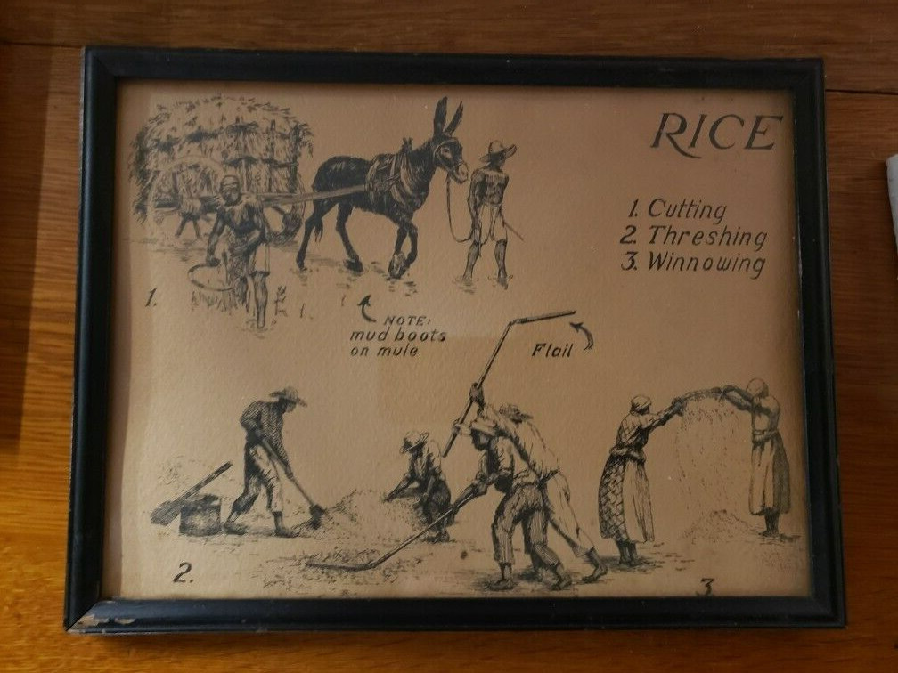 Vintage Framed 3 Steps in Rice Processing Cardboard Sign Agriculture Farming