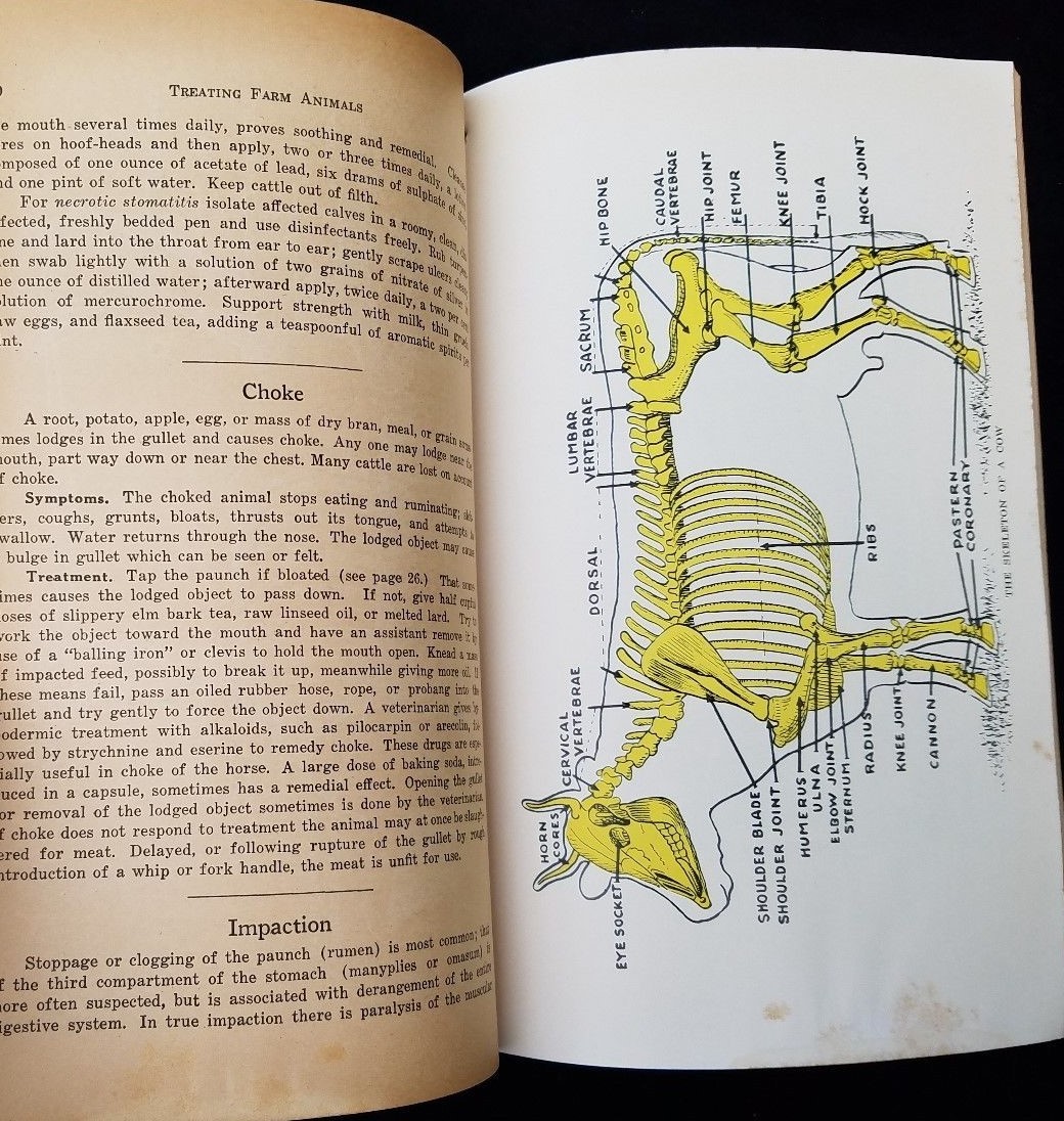 1932 How To Treat Common Ailments Farm Animals Hoard&rsquo;s Dairyman Fort Atkinson WI