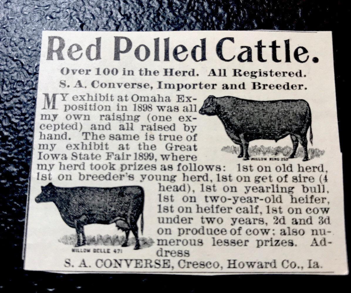 1900 Converse Farm Cattle Advertising – Cresco – Iowa – Cow