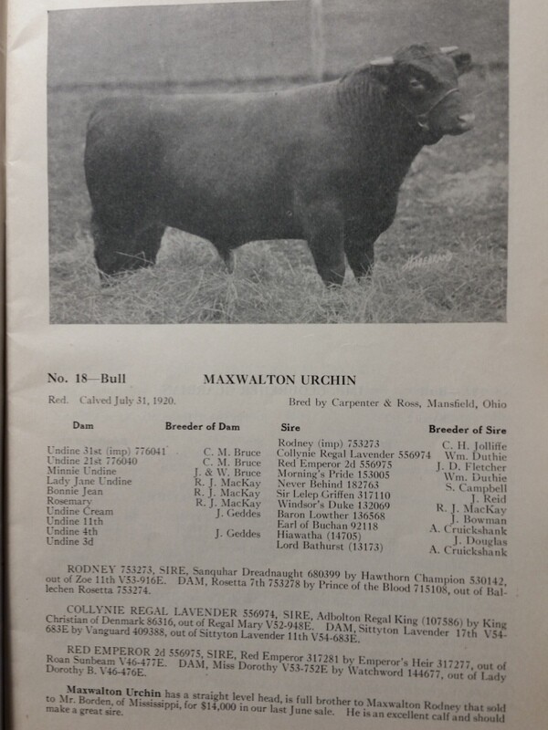 1921 Shorthorn Cattle Auction Catalog Stock Yards Chicago Carpenter & Ross OH